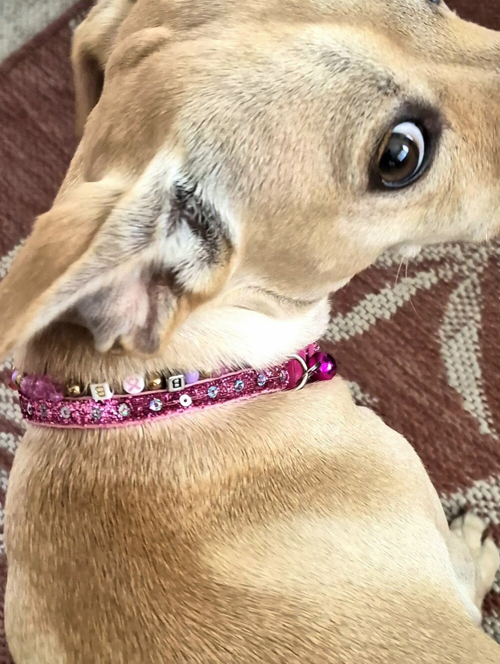 Beaded Glam Dog Collar SET (Customized) - Picture 4 of 5